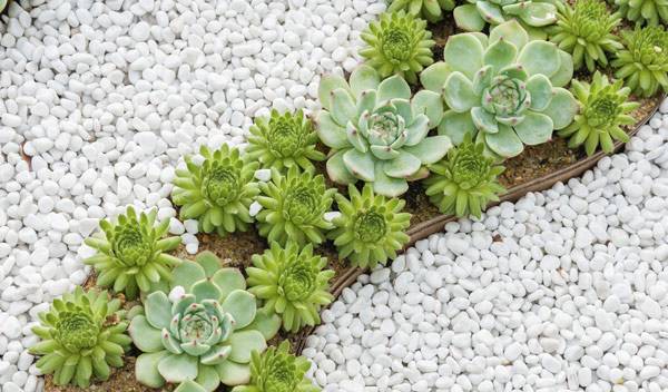 Jardin sec : succulentes et graviers