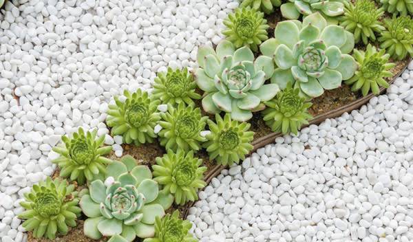 Jardin sec : succulentes et graviers