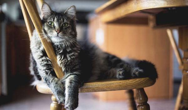 Chat