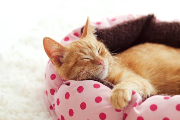 couchage chat