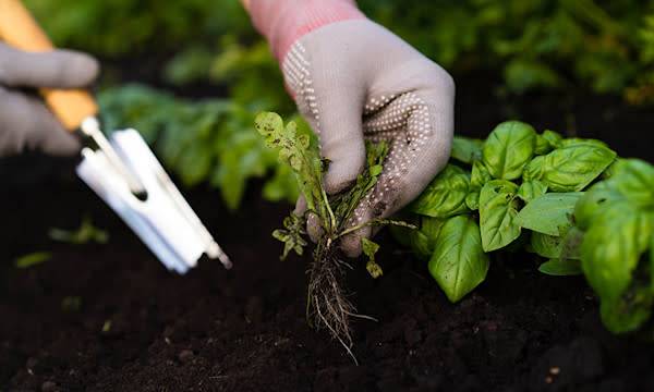 Désherbage écologique : les meilleurs désherbants et outils pour désherber efficacement
