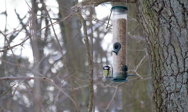 Quelles mangeoires choisir pour les oiseaux du jardin ?