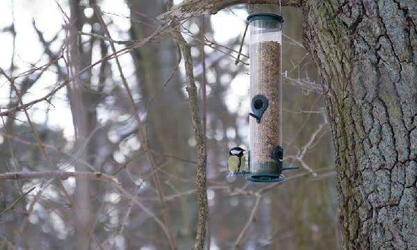 Quelles mangeoires choisir pour les oiseaux du jardin ?