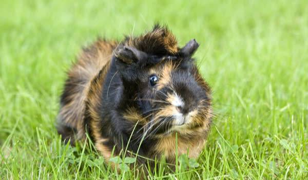 Le cochon d’Inde rosette