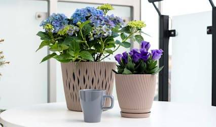 Plantes fleuries dans pots de fleurs à réserve d'eau