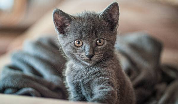 équipement pour chaton 1 thumbnail