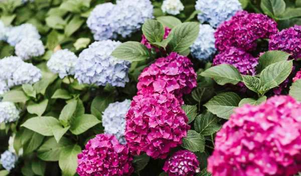 Hortensia (Hydrangea)