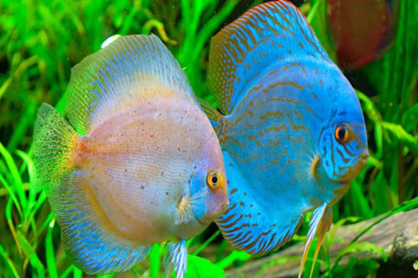 Le Discus (Symphysodon aequifasciatus)