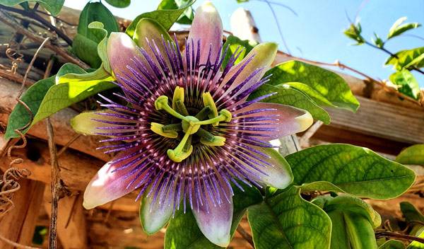 Passiflore
