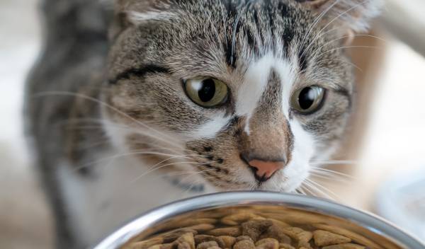 Combien de repas par jour donner à un chat stérilisé