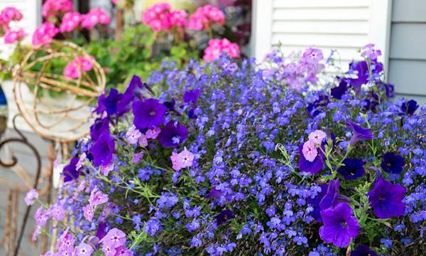 Composition d’une jardinière de fleurs : les bonnes associations