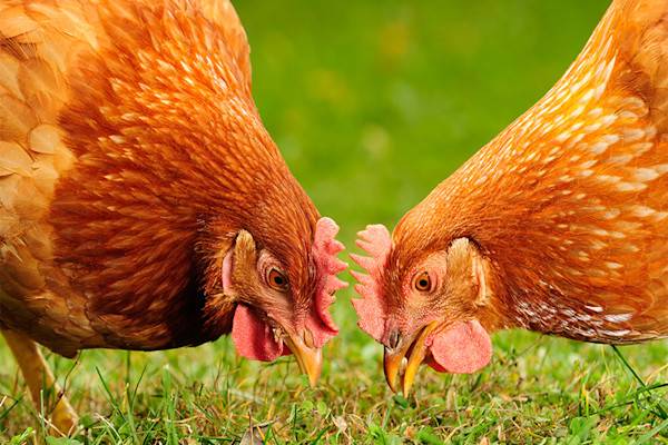 Quelle alimentation pour les poules pondeuses ?