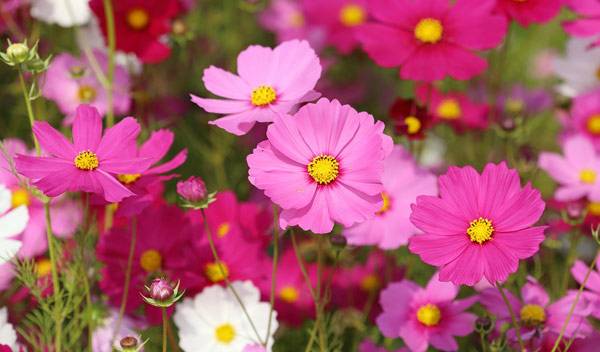 Cosmos : variétés, plantation, entretien et association