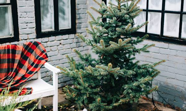 Que faire de son sapin après les fêtes ?