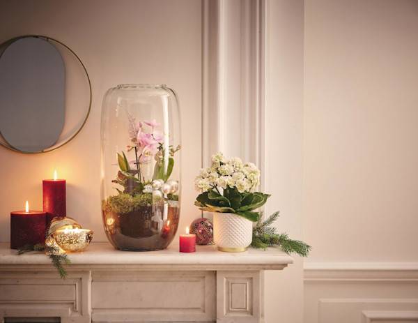 Top 7 des plantes en fleurs pour Noël