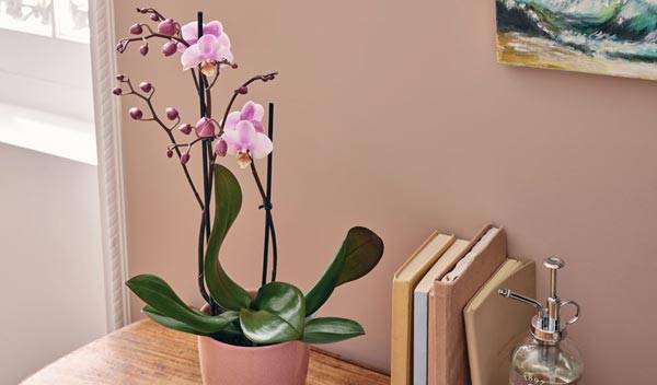 4 étapes pour faire refleurir votre orchidée papillon ou Phalaenopsis