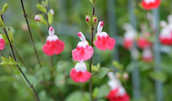 Salvia microphylla 'Hot Lips', une sauge arbustive parmi les plus populaires avec sa floraison bilabiée si caractéristique - © Tamu - stock.adobe.com