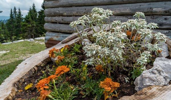 11 fleurs pour un jardin de montagne