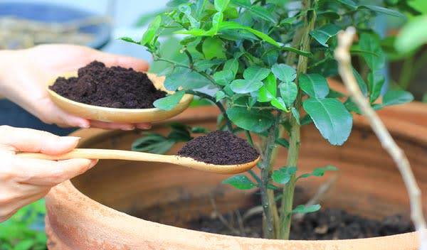 Les 10 meilleurs engrais naturels à utiliser selon la saison
