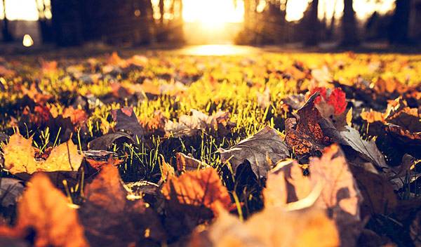 C'est en automne que vous procèderez à la dernière tonte du gazon de l’année - © Ryan McGuire - pixabay.com