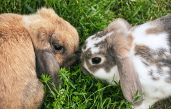 deux lapins 