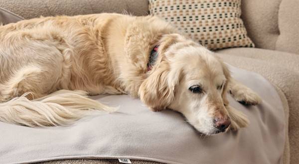 Quels sont les meilleurs paniers pour grands chiens
