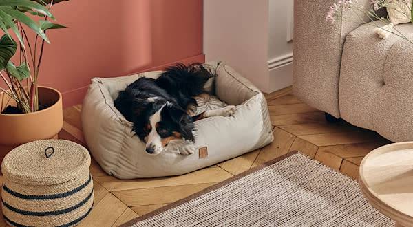 Comment choisir un lit adapté à mon chien