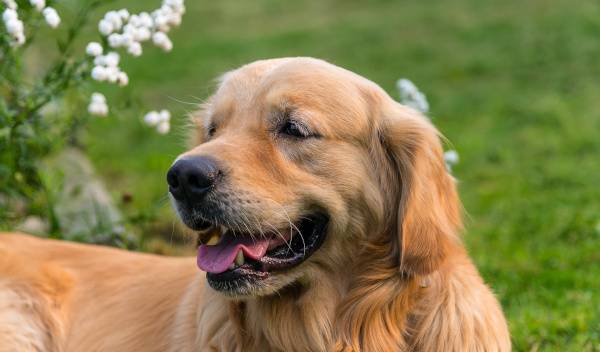 alimentation golden retriever 1 thumbnail