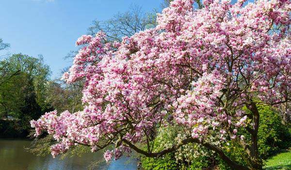 Comment planter un magnolia ?