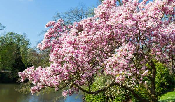 Comment planter un magnolia ?