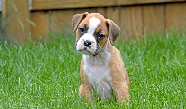 8 accessoires essentiels à avoir pour accueillir un chiot