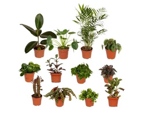 philodendron erubescens blte Philodendron erubescens 'Prince of Orange'  Sprouts of Bristol