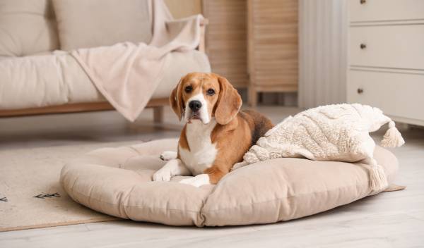Faut-il un panier pour chien en été et un autre en hiver