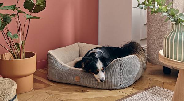5 signes qu’il est temps de changer le panier de votre chien