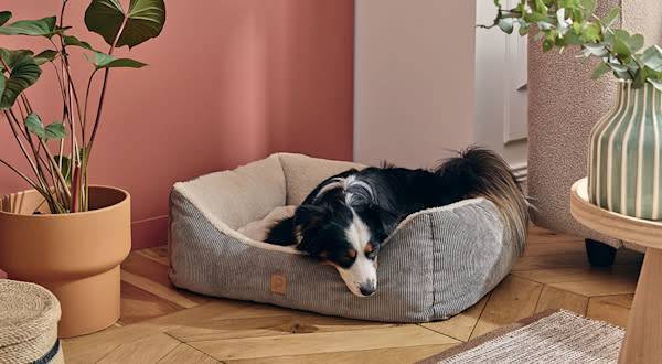 5 signes qu’il est temps de changer le panier de votre chien