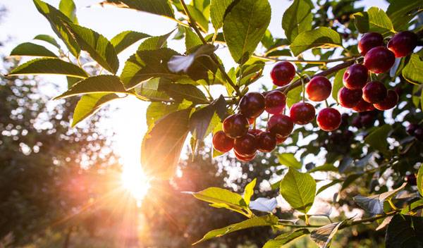 Quels fruitiers choisir pour son espace extérieur ?