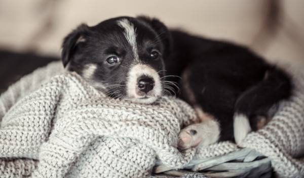 Comment apprendre la propreté à un chiot