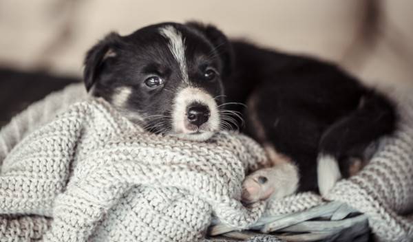 Comment apprendre la propreté à un chiot