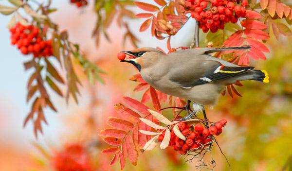 Le sorbier des oiseaux attire à lui de nombreux passereaux frugivores - © Juha Saastamoinen - stock.adobe.com