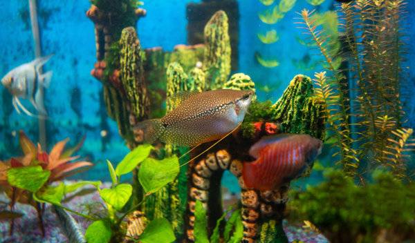 maladies poissons aquarium 1 thumbnail