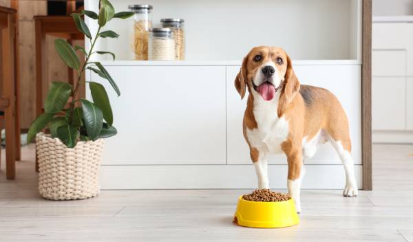 Quels sont les ingrédients à privilégier dans les croquettes pour chiens