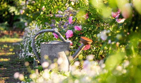 C'est en toute fin de journée et de préférence au pied ou en fine pluie que vous arroserez vos plantes en période de canicule - © Thierry Ryo - stock.adobe.com  