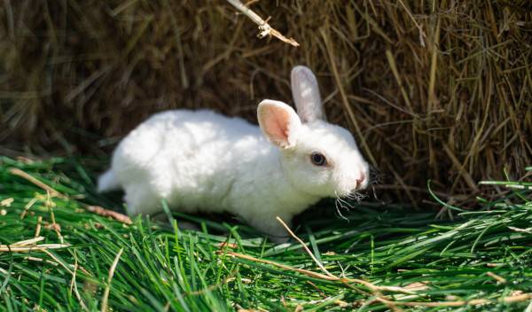 Le lapin nain rex
