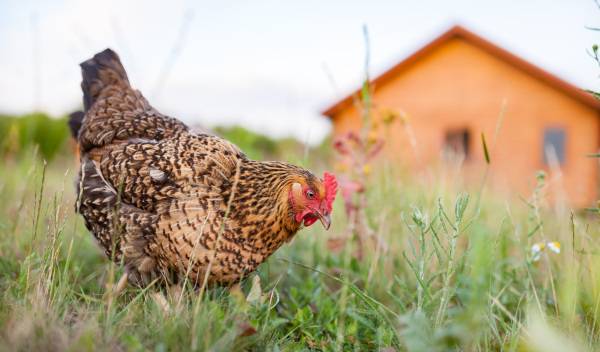 Fumier de poules : un trésor pour votre compost et vos plantations