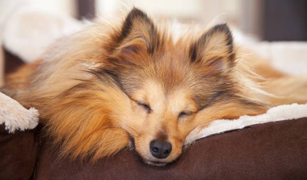 choisir panier chien thumbnail