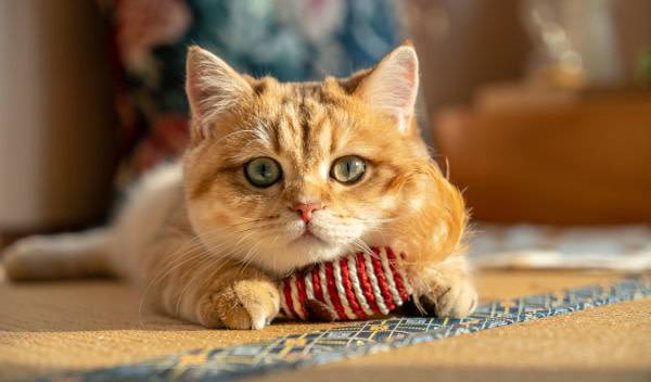 5 activités pour votre chat