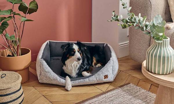 Aménager un espace cocooning à son chien pour l’hiver