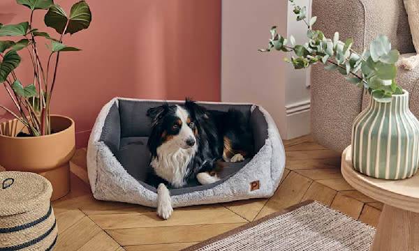 Aménager un espace cocooning à son chien pour l’hiver