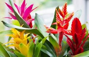 Guzmania en fleurs colorées