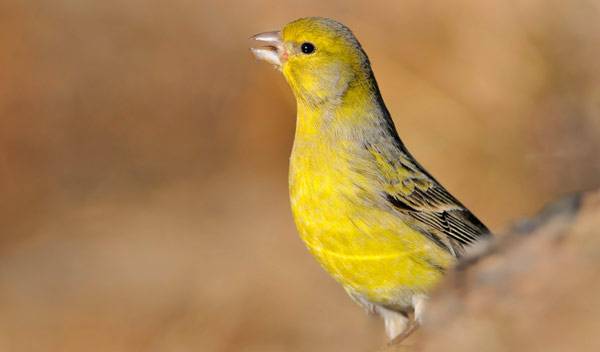 Canari